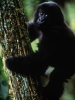 /album/fotogaleria/gorila-10-jpg/